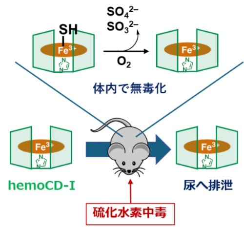 硫化水素中毒・図2.png   (108233)